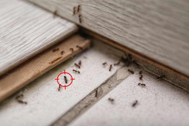 Best Ant Control Services  in Zimmerman, MN